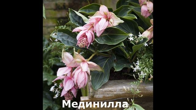 Редкие комнатные растения/Топ 20 Самых редких комнатных растений