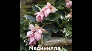 Редкие комнатные растения/Топ 20 Самых редких комнатных растений
