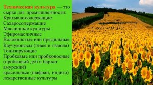 Труд 5кл. Тема: ,,Основные направления растениеводства,,