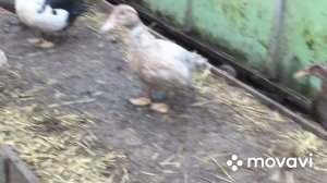 Какие же они, гусята Линда в Два месяца.