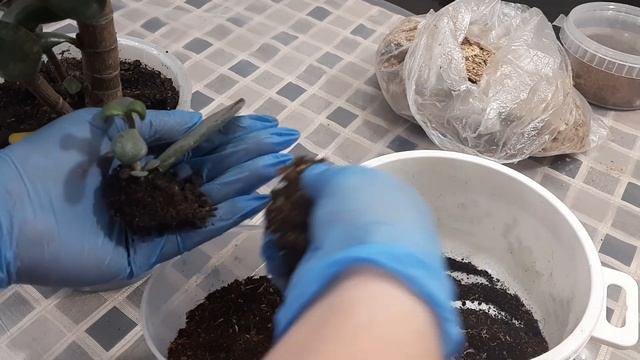 Денежное Дерево Толстянка Крассула Овата. Зимний уход, вынужденная пересадка, грунт для суккулентов