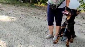 Босерон, Французская овчарка, Айра