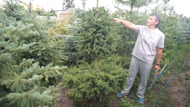 Стрижка ели корейской фигуры в саду смотреть онлайн