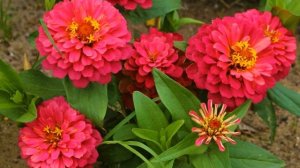 Яркие цветы легкого ухода. Цветут все лето до морозов