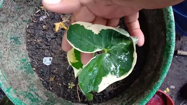 Alocasia Xanthosoma Variegata (Mickey Mouse) смотреть онлайн