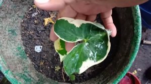 Alocasia Xanthosoma Variegata (Mickey Mouse)