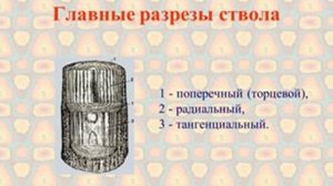 свойства древесины (Обучающее видео для учеников МБОУСОШ№13)
