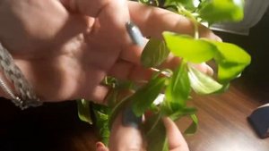 Катарантус, черенкование, содержание черенков. ЦВЕТЫ ДЛЯ САДА!!!