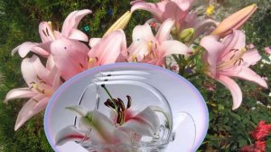 Лилии в саду   украшение сада лилиями