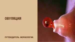 Овуляция