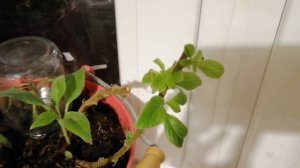 Уже обрезала гелиотроп и укореняю черенки.