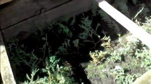 Выращивания хвойных в парнике.