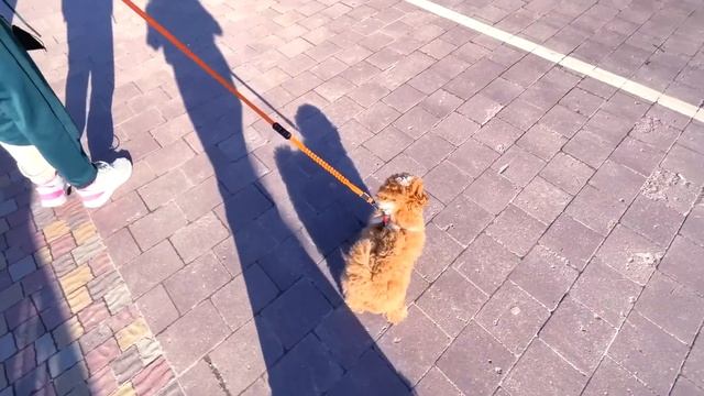 Даша гоняет на Большом ВОДЯНОМ ШАРЕ!!! Приключения на Воде смотреть онлайн