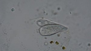 Из жизни простейших в капле воды. Микроскоп Микмед 2-2, МФН-11, Nikon D5200