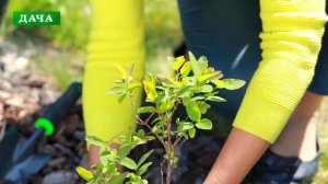 ЖИМОЛОСТЬ СЪЕДОБНАЯ - все, что нужно знать о посадке и уходе
