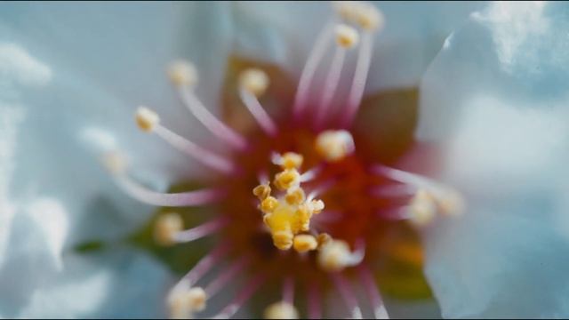 【中国风】六首超好听、超放松、中国工夫茶相关题材古琴曲，《茶禅》《叶水相逢》《虚空望月》《茶乐花香》《谷水怀香》《茶香竹林》，古琴名家巫娜， смотреть онлайн