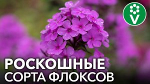 10 САМЫХ КРАСИВЫХ ФЛОКСОВ иностранной селекции по мнению селекционера