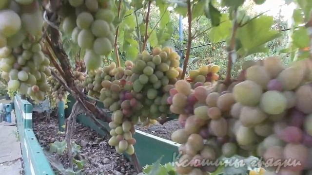 СОЗРЕВАЮЩИЙ ВИНОГРАД СУПЕРЭКСТРА и АЛАДДИН