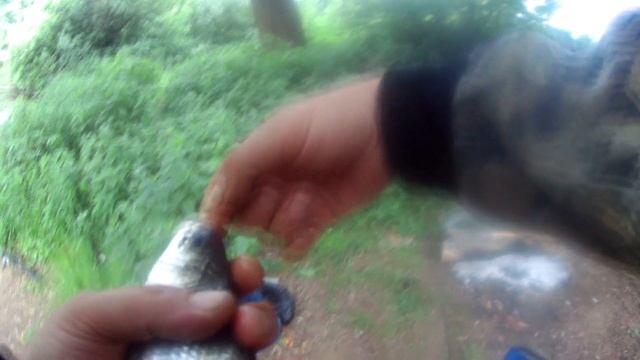 Рыбалка на реке Протва#14.Где и как поймать рыбу.Сопа или синец?Гость из Дербента. смотреть онлайн