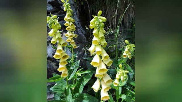 НАПЕРСТЯНКА  (DIGITALIS)  сем. Норичниковые