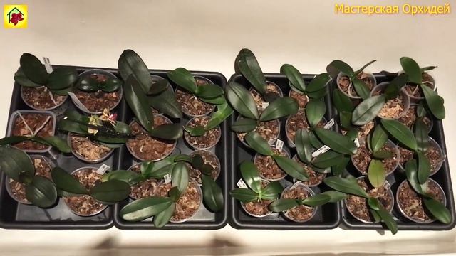 КОРНИ РАСТУТ ПУЧКОМ А НОВЫЕ ЛИСТЬЯ ПОЯВЛЯЮТСЯ КАК ПО РАСПИСАНИЮ! Как правильно поливать ОРХИДЕИ? смотреть онлайн