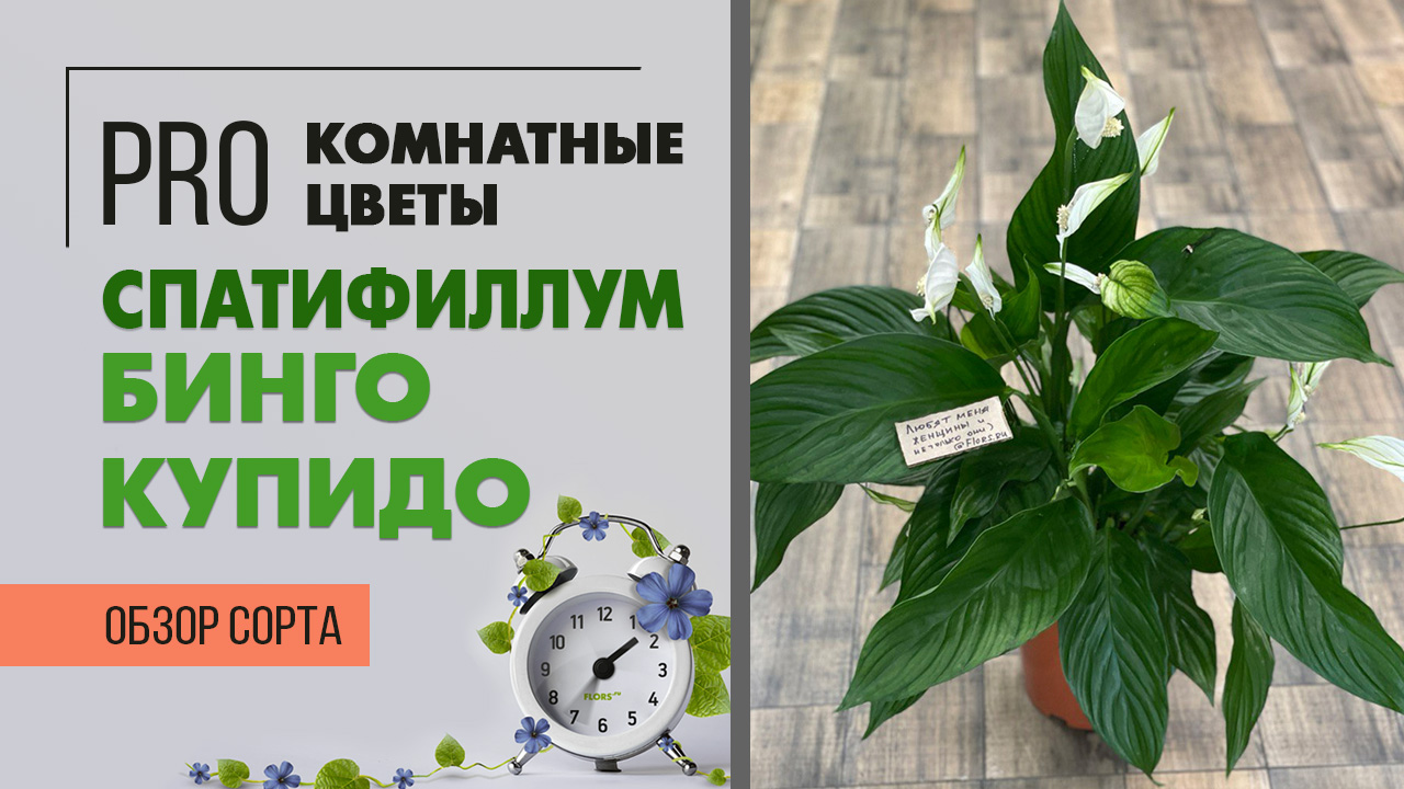 Спатифиллум Бинго Купидо - крупноцветковый спатифиллум | Цветок женское счастье. Обзор сорта