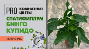 Спатифиллум Бинго Купидо - крупноцветковый спатифиллум | Цветок женское счастье. Обзор сорта