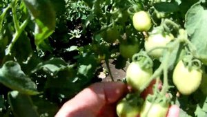 Томаты низкорослые без пасынкования для открытого грунта.Помидоры без пасынкования Огород.Сад.