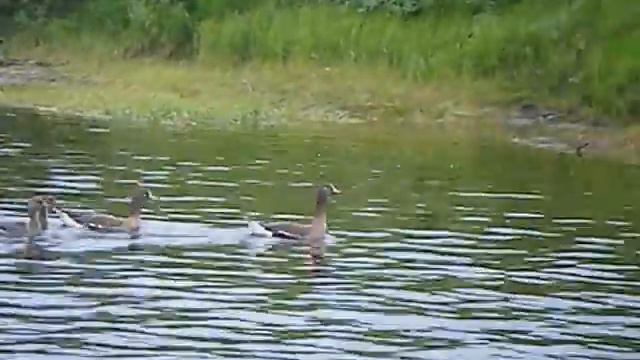 Hunting in the North of Russia. Охото в России, Якутия. БОЙ лерные гуси откуда берутся))))) смотреть онлайн