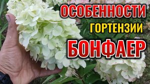 🔥 Бонфайер: гортензия, которая ПОДОЖЖЕТ ваш сад! 🌸 Шикарное цветение гарантировано!