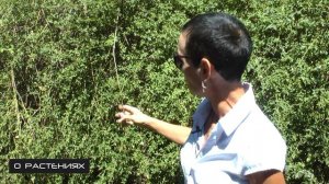 Жасмин голоцветковый или Жасмин голоцветный