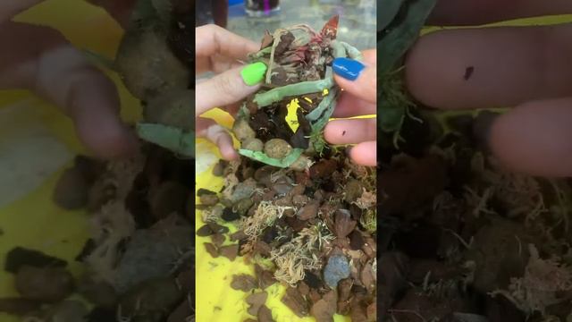 Разбор полетов с пнём