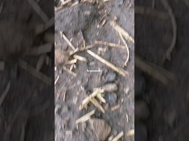 сплошной посев подсолнечника, в уборку сравним с широкорядным