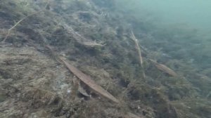 Подледная съемка. Глухозимье. Тестируем экшн-камеру YI Lite Action под водой.