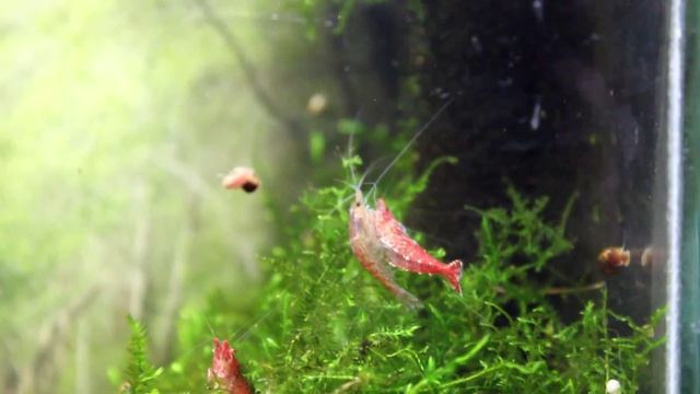 как размножаются креветки
