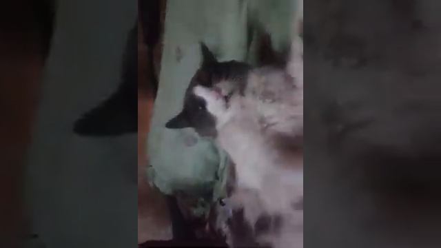 издевается над котом смотреть онлайн