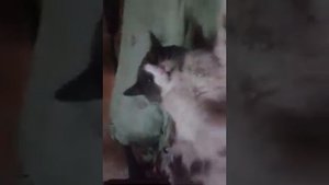 издевается над котом