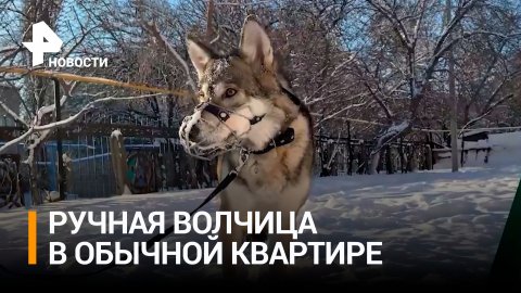 Приручила волчицу, та играет с детьми: женщина держит зверя в обычной квартире в Башкирии / РЕН