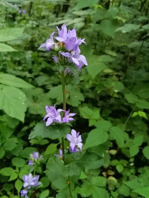93. Колокольчик сборный - Campanula glomerata