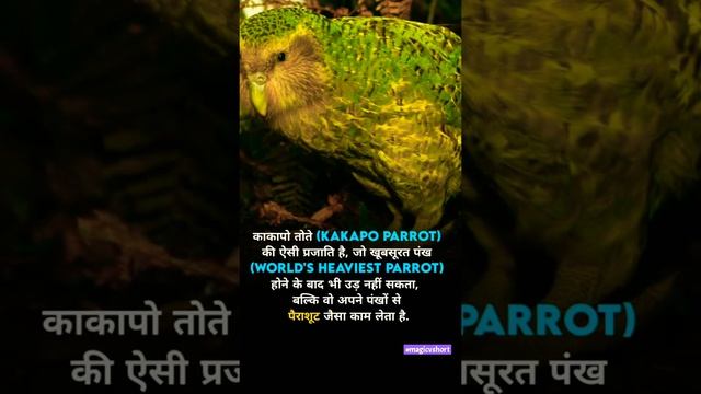 काकापो तोते (Kakapo Parrot) #short #kakapo #parrot