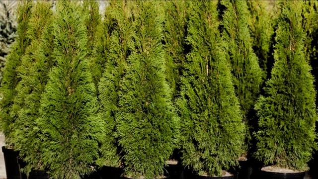 Туя гомеопатия растение. Туя западная брабант. Туя мп3. Туя западная вудварди. Туя гомеопатия.