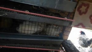 подсадка перепелов! зачем нам нужны низкие мальчики!!!