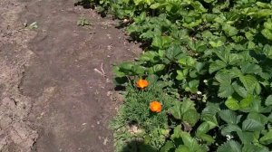 Цветы эшшольция (Раннее солнце)