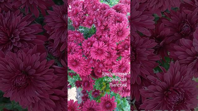 Хризантемы корейские и мультифлора смотреть онлайн