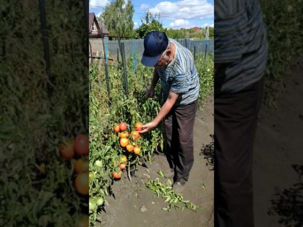 Урожай томатов с применением ЭМ-технологии