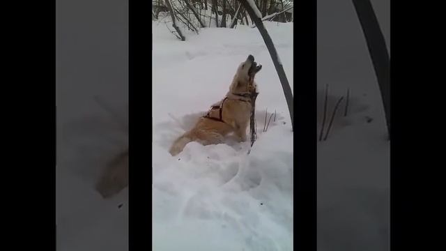 Преимущество прямохождения