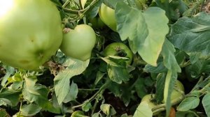 Томат Каста F1 Супернова - 12 июля