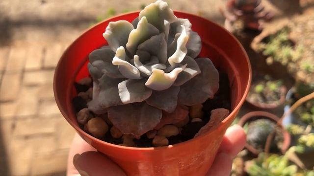 As BRANQUINHAS Mais LINDAS Da Minha COLEÇÃO suculentas