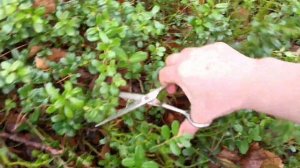 Собираю брусничный лист#лесныевитамины#