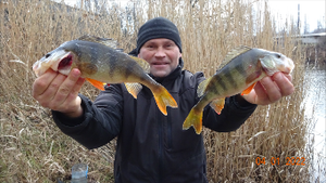 Ловля окуня на прудах.На малька.